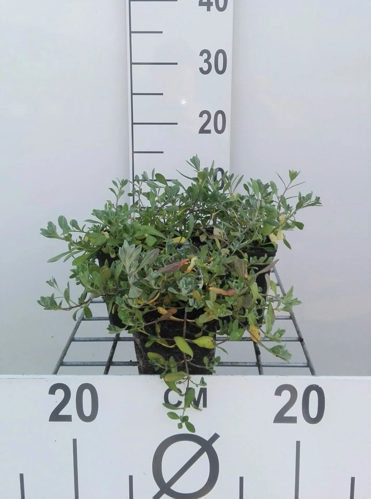 Alyssum montanum 'Berggold' - pot 9x9 cm -