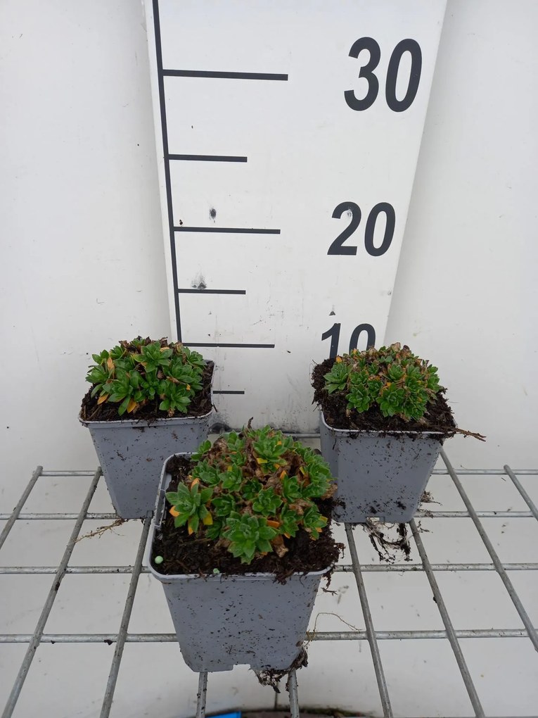 Aubrieta gracilis 'Kitte' - pot 9x9 cm -