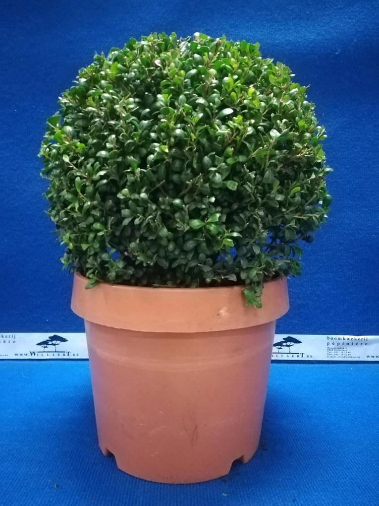 Ilex crenata 'Convexa' - pot - bolvorm diameter 40+ cm