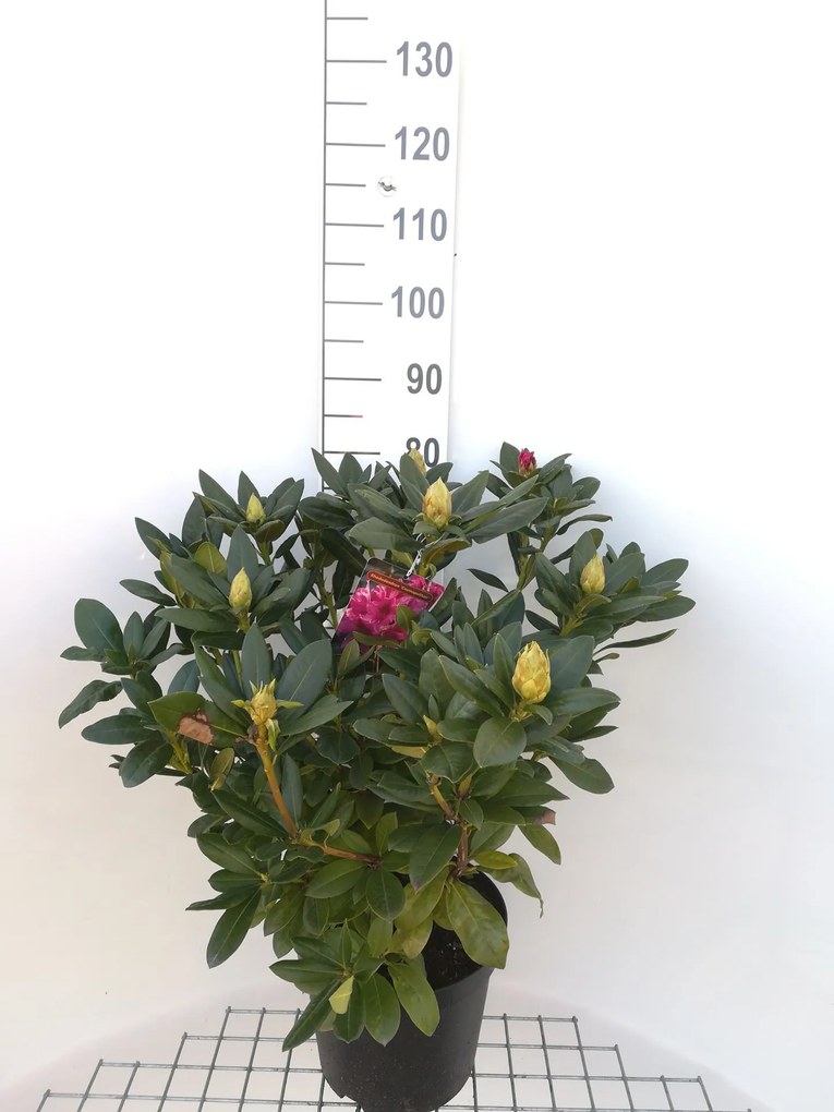 Rhododendron 'Cosmopolitan' - pot 10L - 60-80 cm
