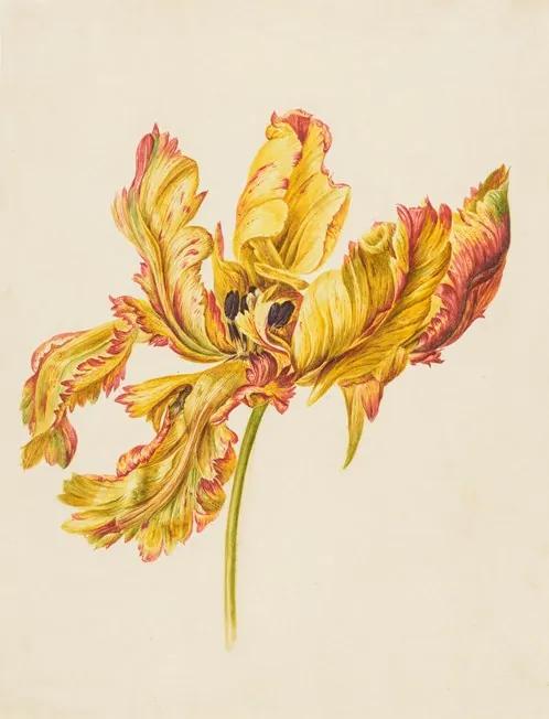 Studie van een geel-rode bloem