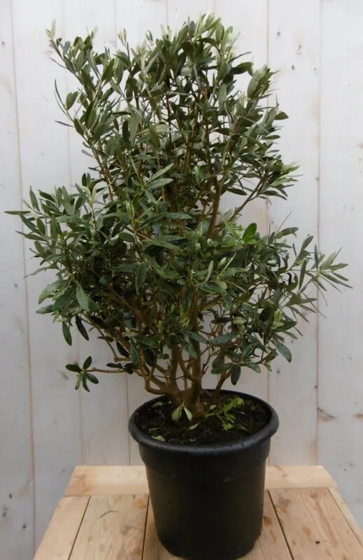 Olijfboom Olea Struik Europaea stamhoogte 50 cm en hoogte 90 cm