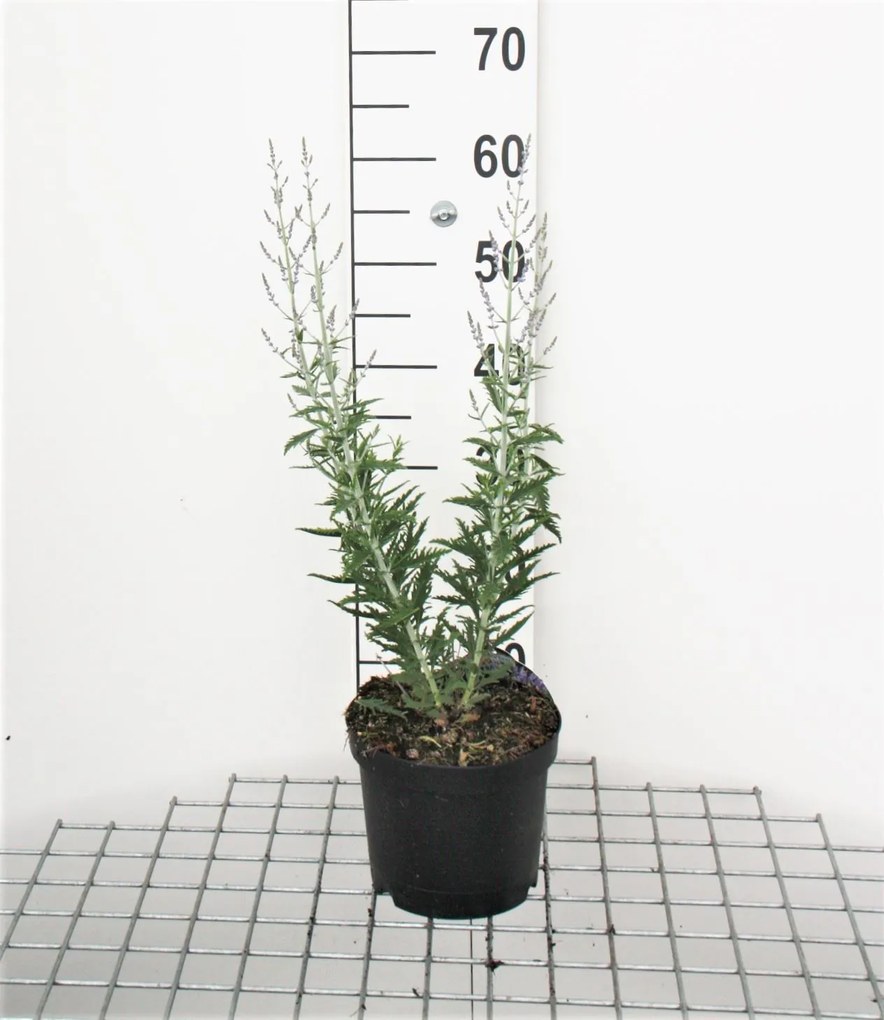 Perovskia atriplicifolia 'Lisslitt' (Lacey Blue) - pot - 30-40 cm