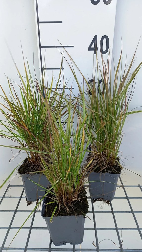 Alopecurus pratensis 'Aureovariegatus' - pot 9x9 cm