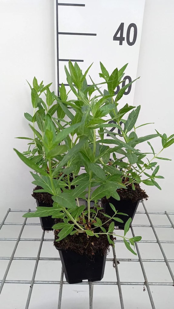 Lythrum salicaria 'Blush' - pot 9x9 cm -