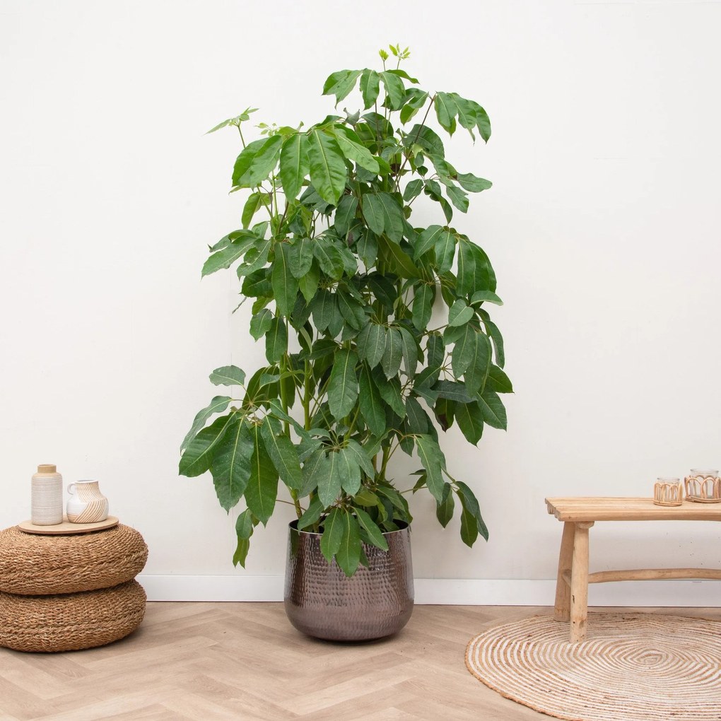 Schefflera Amate XXL - 220cm