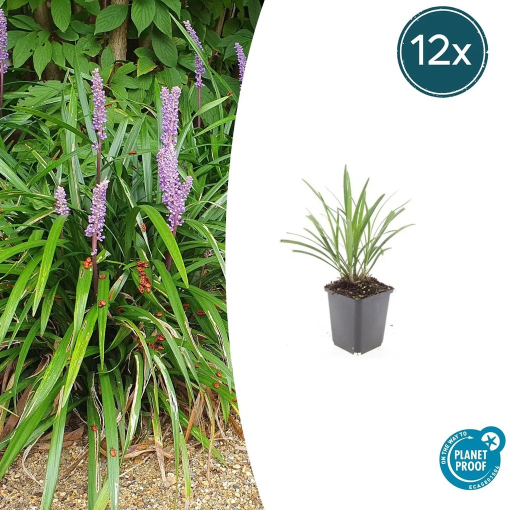Liriope Muscari 'Ingwersen' - 20cm