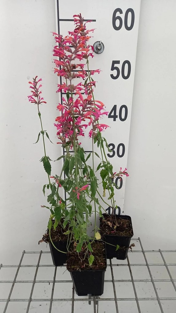 Agastache barberi 'Tangerine Dream' - pot 9x9 cm