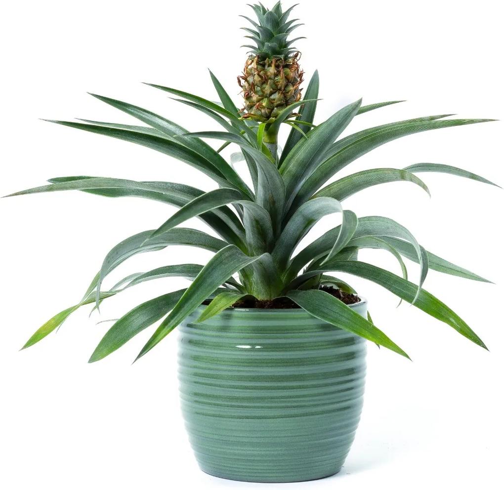 Ananasplant Amigo (35cm) - Bloomgift