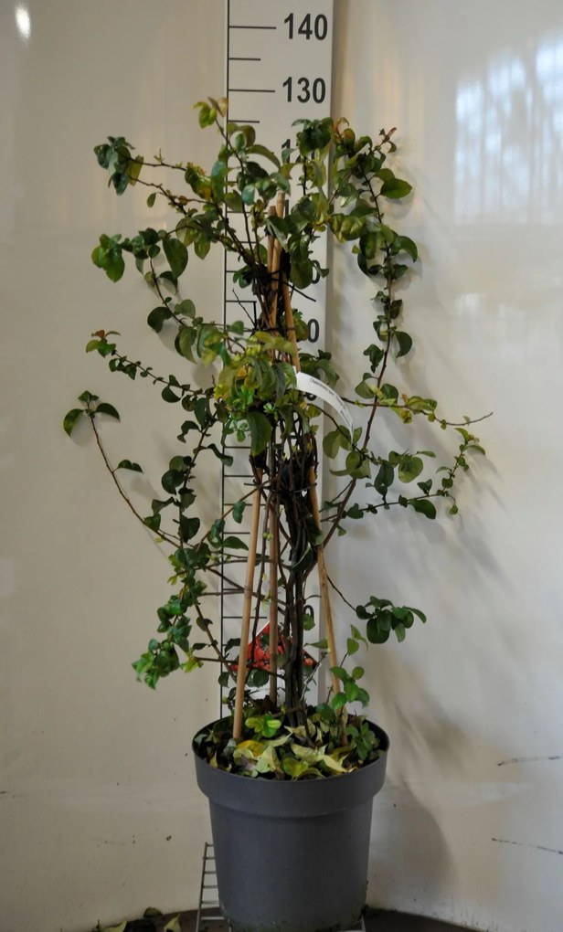 Chaenomeles speciosa 'Orange Storm' - pot 12L - 100-125 cm