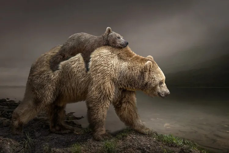 Foto BabyBear, Marcel Egger