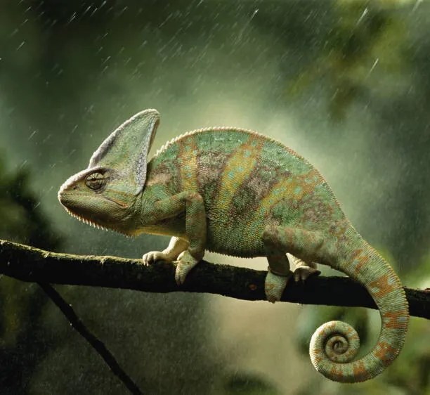 Foto Veiled chameleon  on branch during, Peter Finch