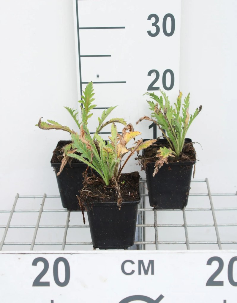 Papaver orientale 'Prinzessin Viktoria Luise' - pot 9x9 cm -