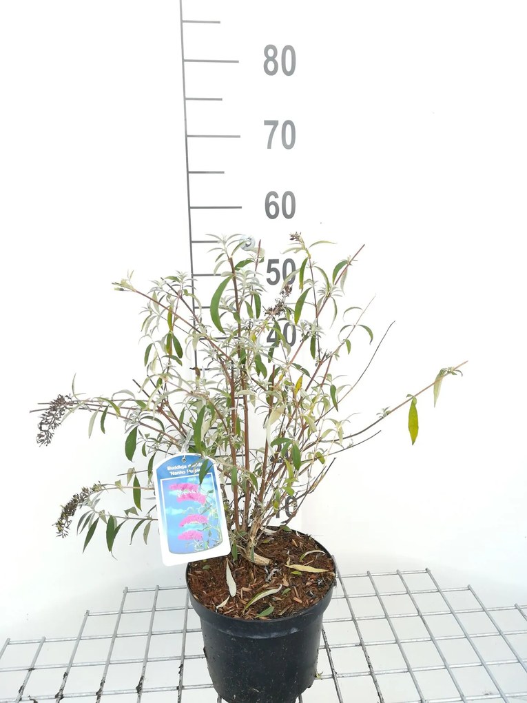 Buddleja davidii 'Nanho Purple' - pot - 40-60 cm -