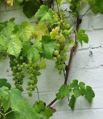 Vitis 'Vroege van der Laan' - pot - 50-60 cm -