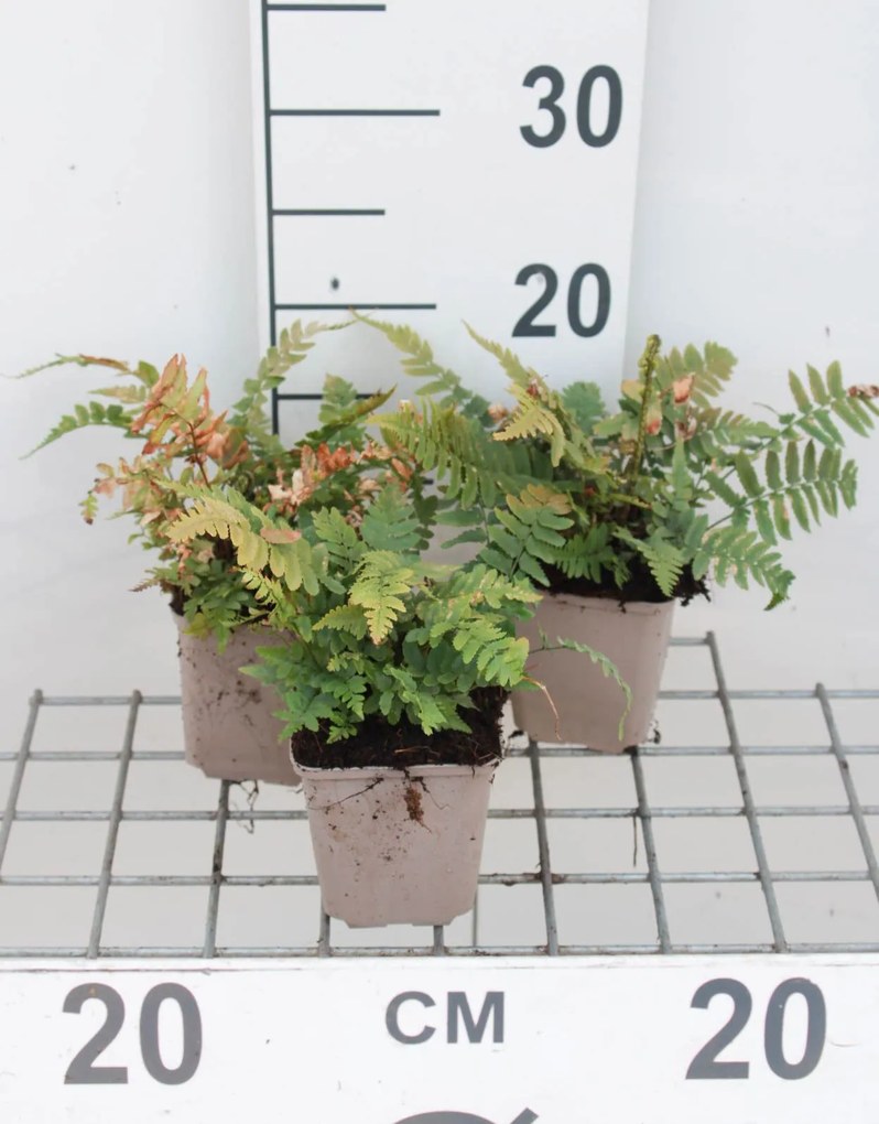 Dryopteris cycadina - pot 9x9 cm -