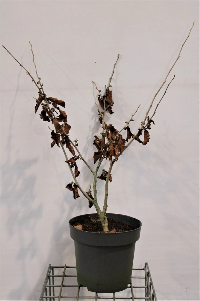 Hamamelis x intermedia 'Jelena' - pot 12L - 80-100 cm