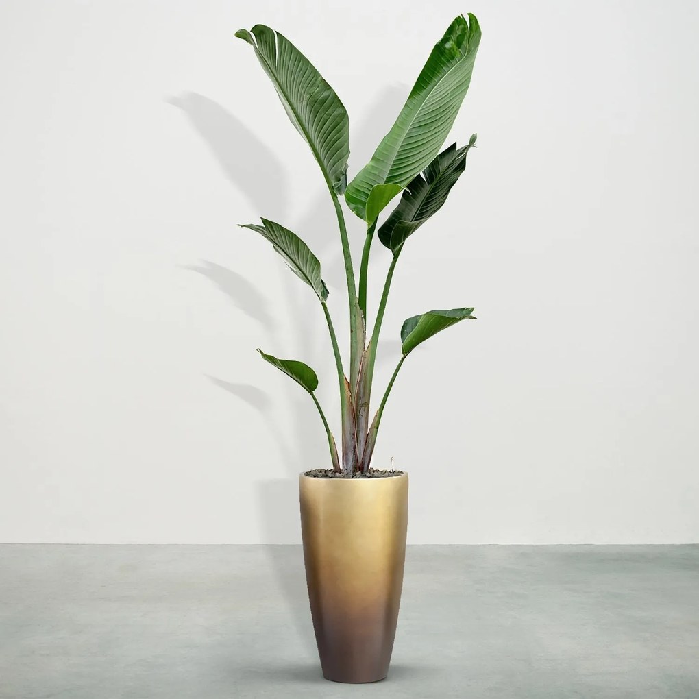 Combideal - Strelitzia Augusta inclusief zelfwaterende pot Mace Matt Honey S - 225cm