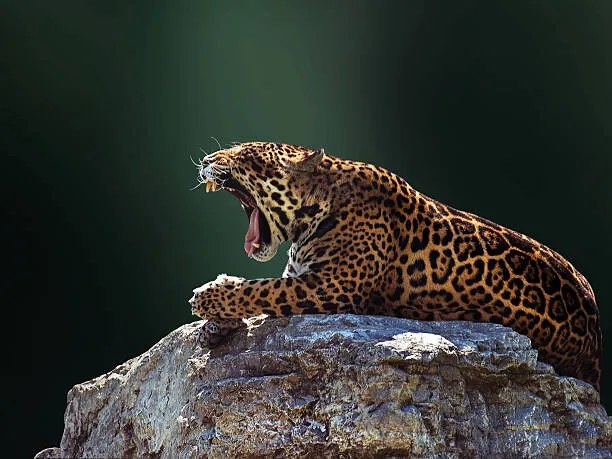 Foto Jaguar, Photo by Ivan Vukelic