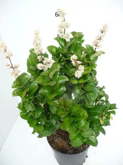 Ligustrum japonicum'Rotundifolium'- pot - 20-25 cm