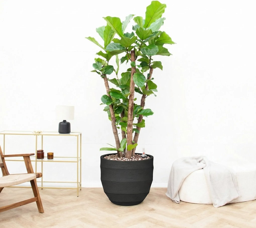 Combi deal - Ficus Lyrata Vertakt inclusief pot Bordo New Egg - 220cm