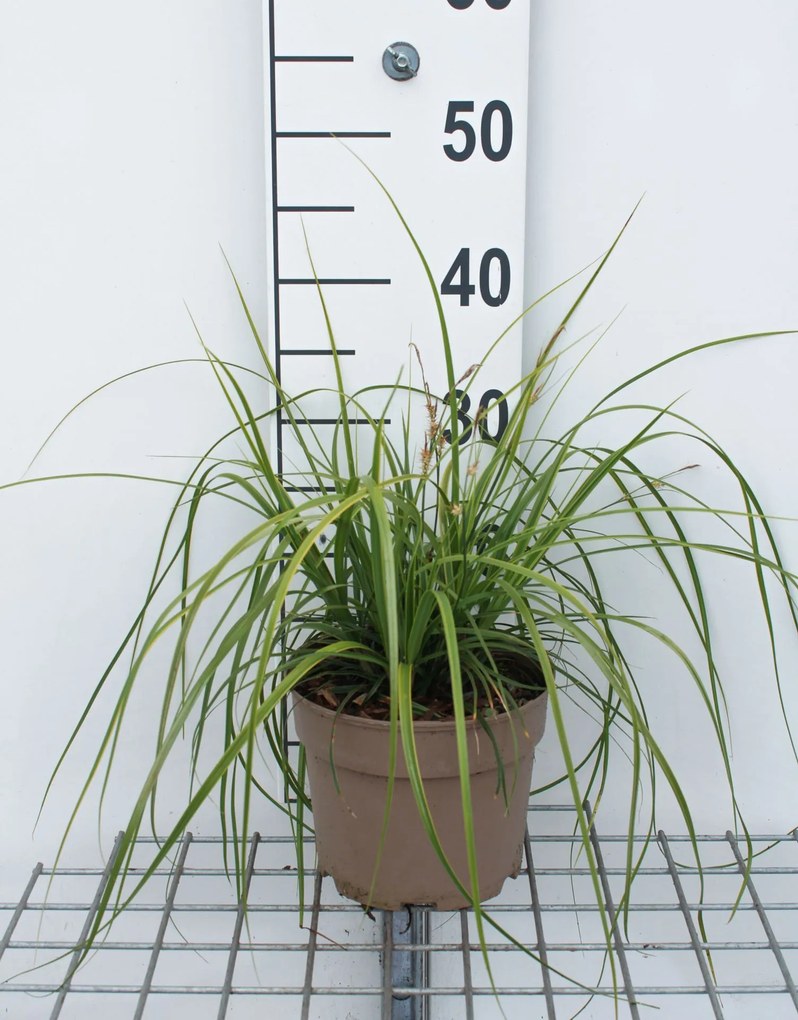 Carex oshimensis 'Everlime' (Evercolor) - pot 3L