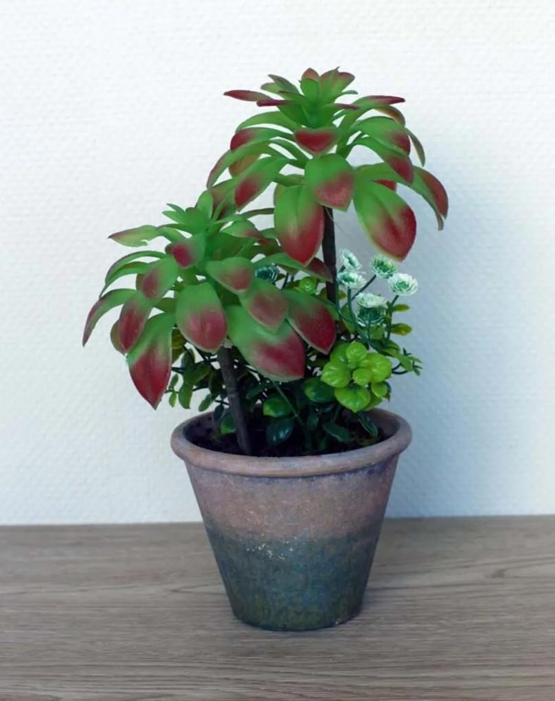 Plantjes in pot Axelle groen rood klein