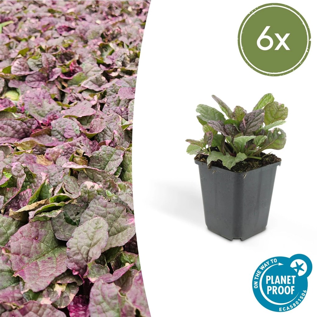 Ajuga reptans 'Burgundy Glow' - 20cm