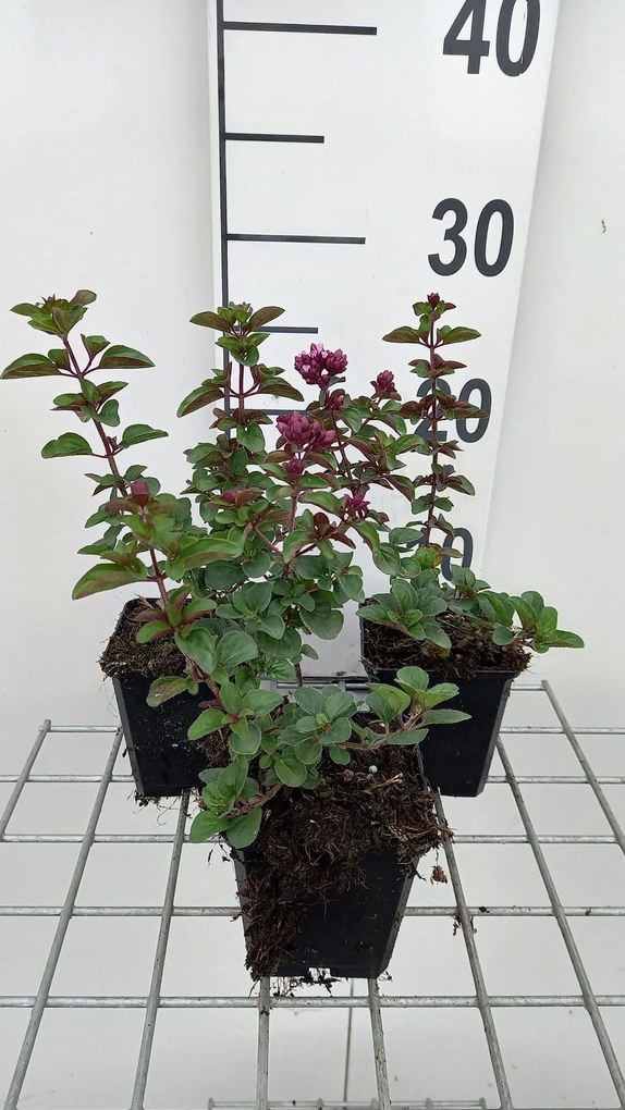 Origanum 'Rosenkuppel' - pot 9x9 cm
