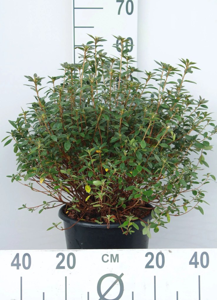 Azalea japonica - roze - pot 10L - 50-60 cm