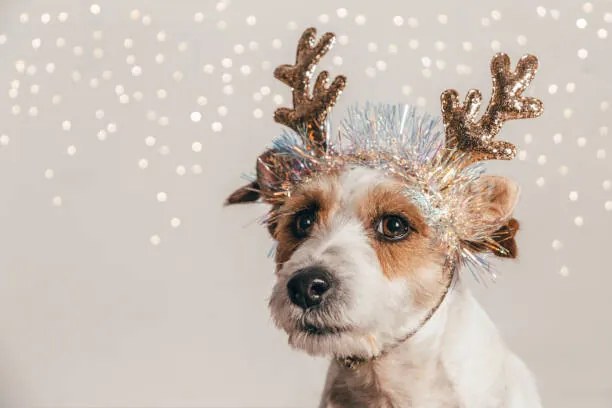 Foto Jack Russell dog wearing reindeer antlers, Olga Pankova
