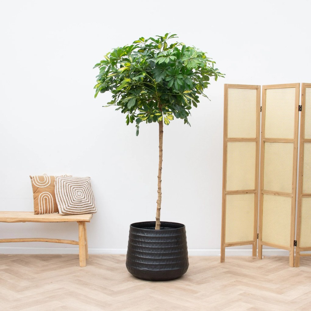 Schefflera Gold Capella op stam - 210cm