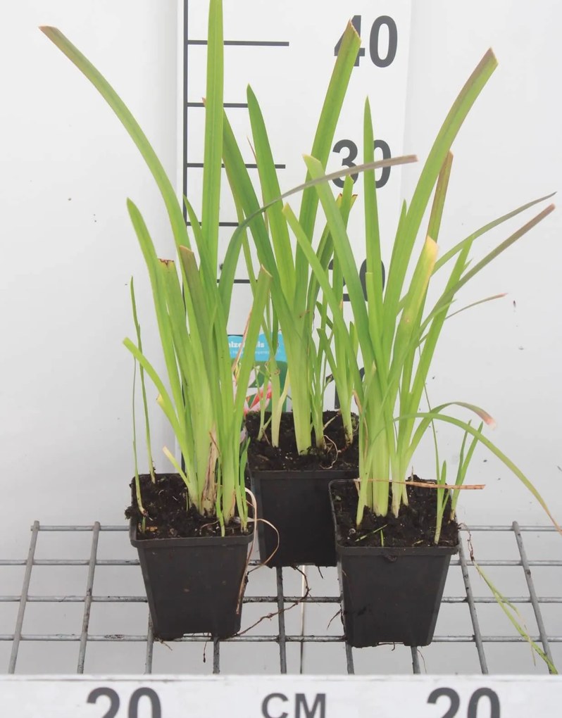 Schizostylis coccinea'Mrs Hegarty'- pot 9x9 cm