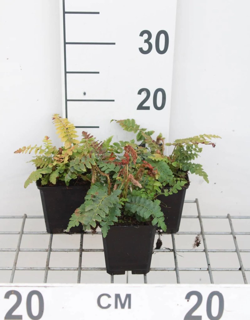 Polystichum polyblepharum - pot 9x9 cm