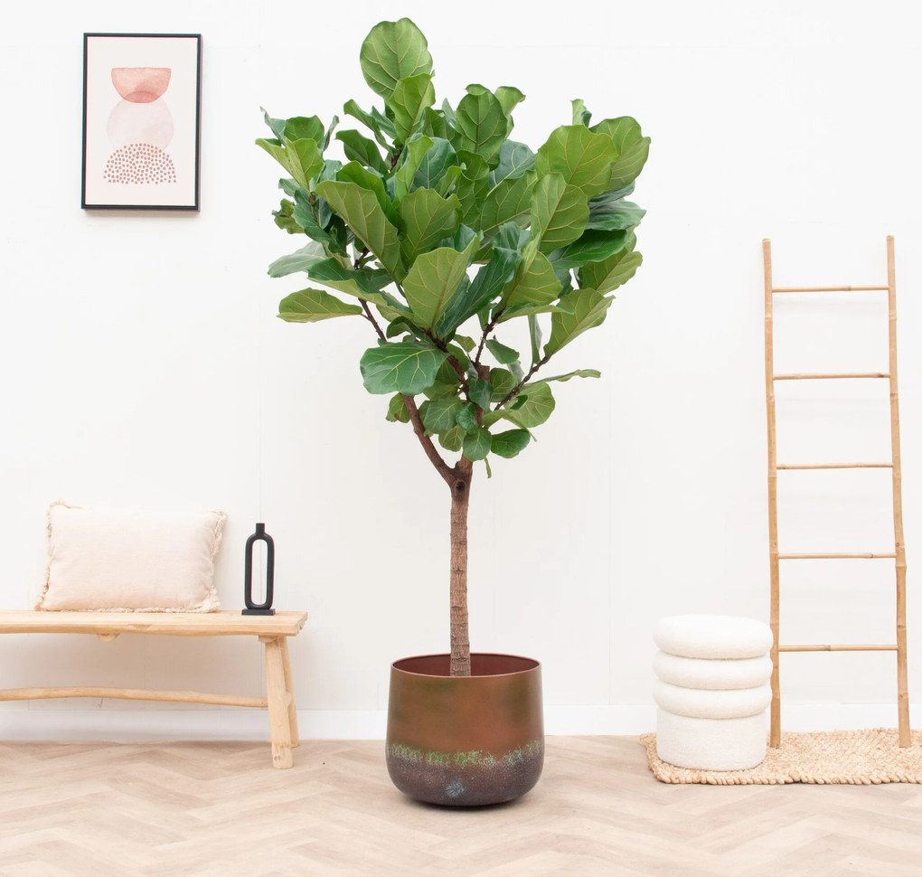 Ficus Lyrata boom XXL - 210cm