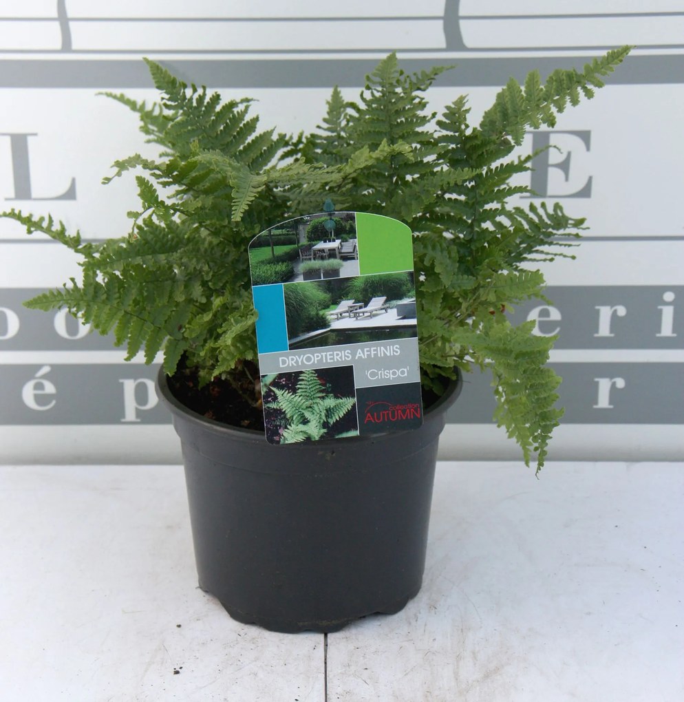 Dryopteris affinis'Crispa'- pot 2L