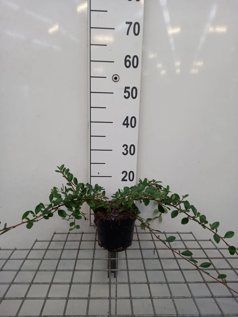 Cotoneaster dammeri 'Miranda' - pot 1,3L - 20-30 cm -
