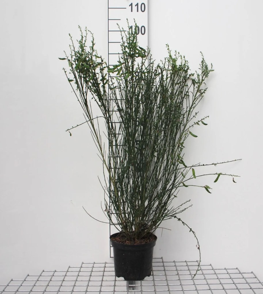 Cytisus 'Goldfinch' - pot - 40-60 cm