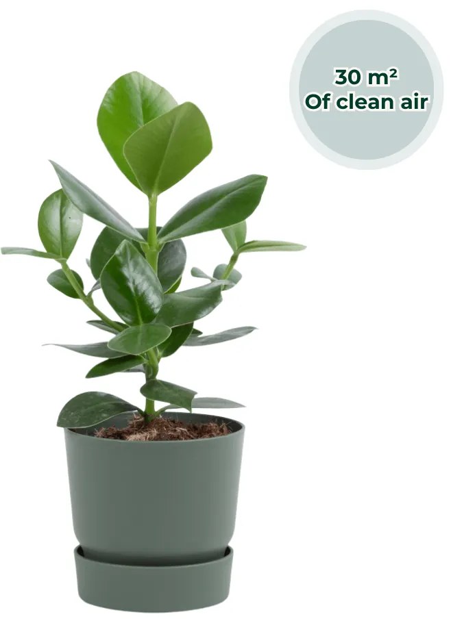 Ogreen - Champ inclusief pot Forest