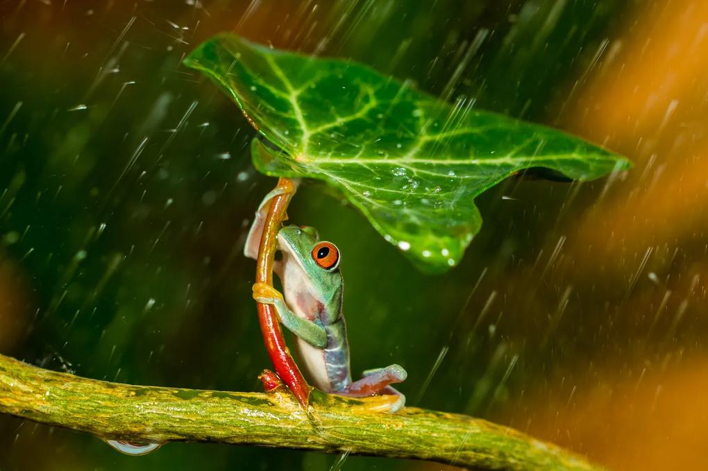 Kunstfotografie Ohh Noo :( It's Raining, Kutub Uddin, (40 x 26.7 cm)