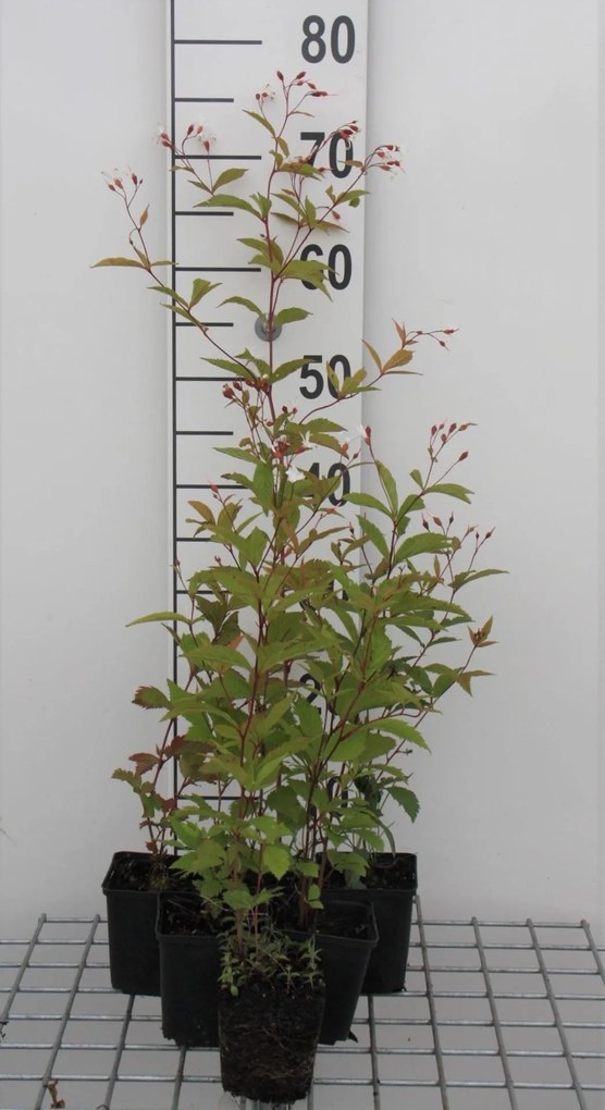 Gillenia trifoliata - pot 9x9 cm