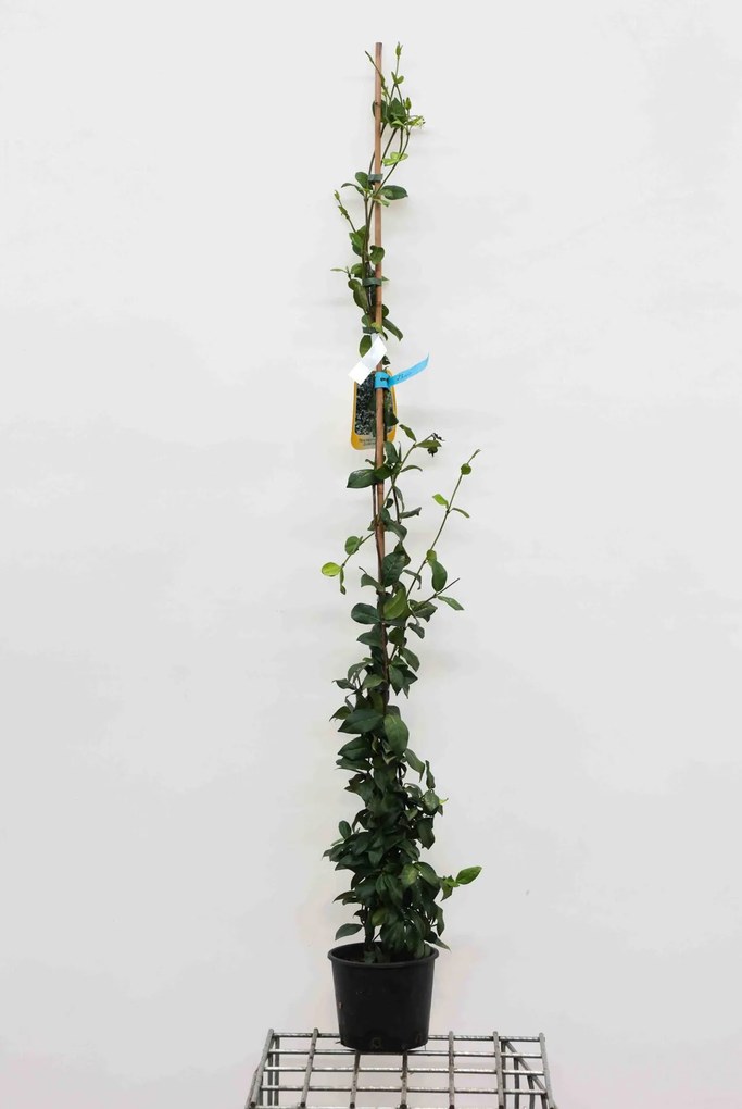 Trachelospermum jasminoides - pot 3L - 100-125 cm -