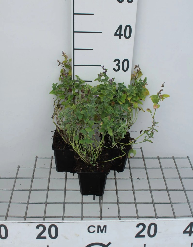 Nepeta mussinii - pot 9x9 cm