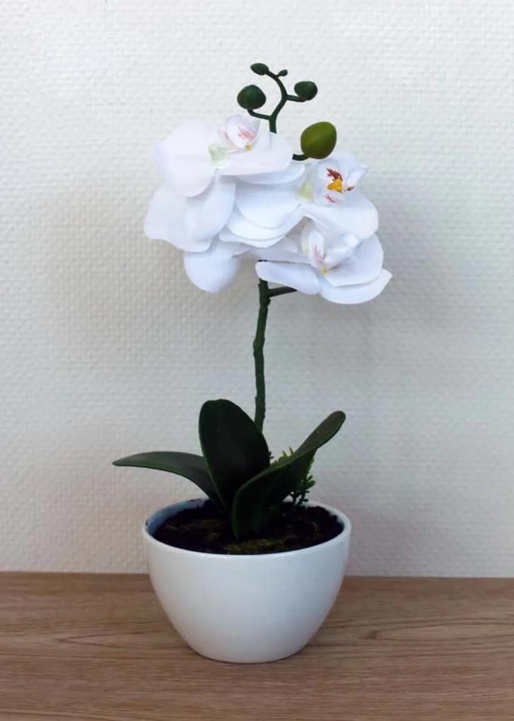 Orchidee in schaal wit klein