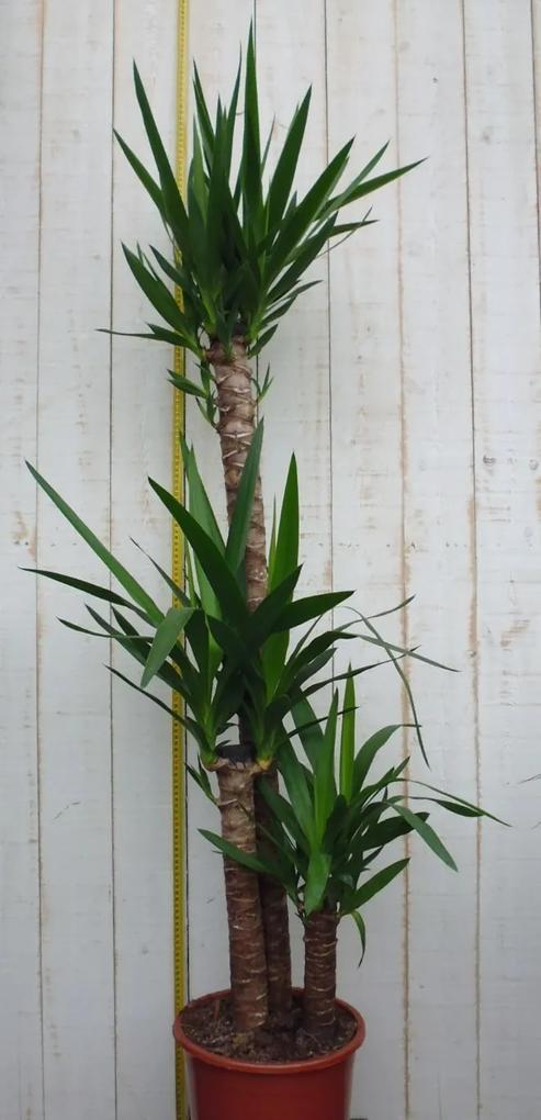 Kamerplant Yucca 120 cm