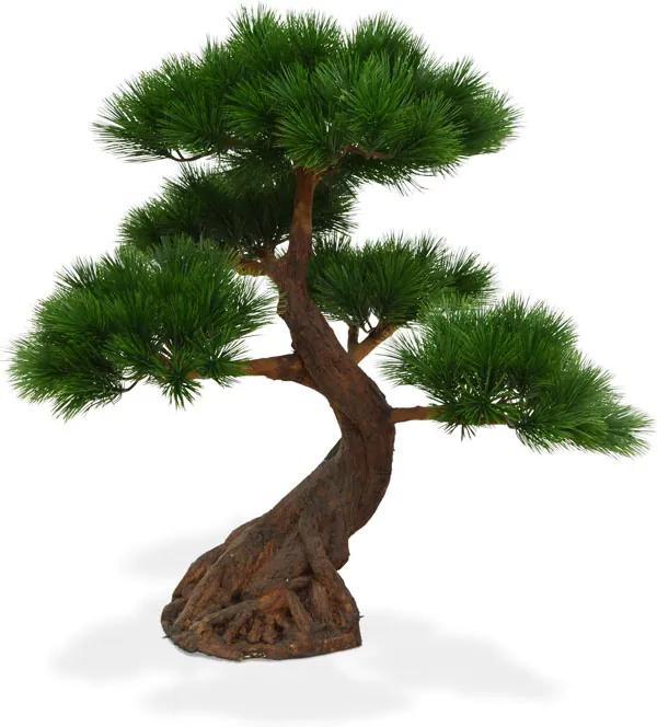 Pinus Bonsai x5 Deluxe 80 cm op voet