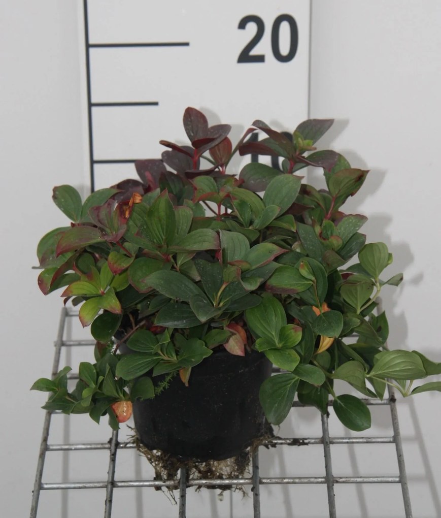 Cornus canadensis - pot - 15-20 cm