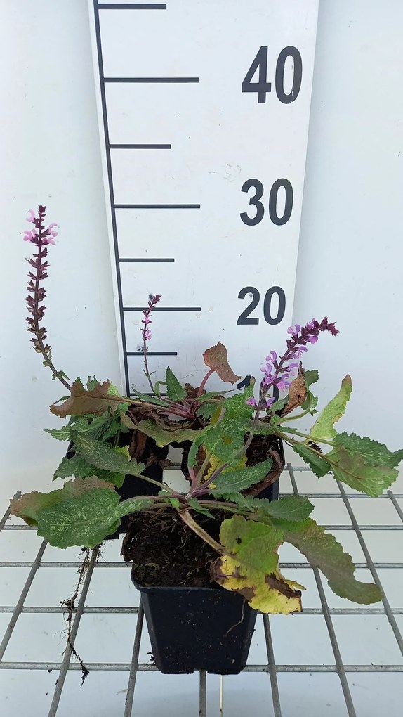 Salvia nemorosa 'Serenade' - pot 9x9 cm