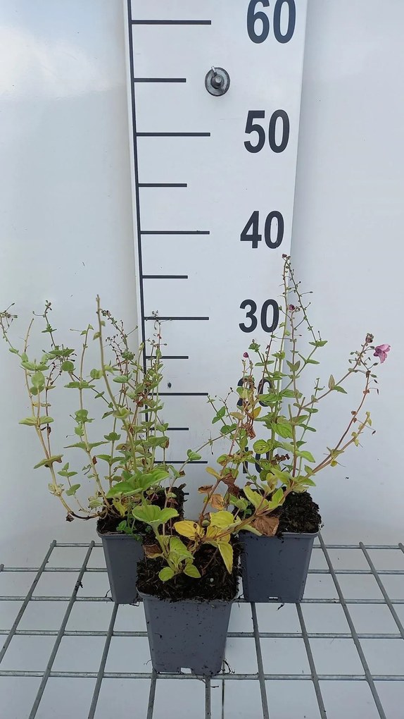 Diascia fetcaniensis - pot 9x9 cm