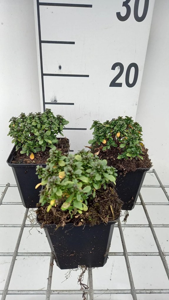 Iberis sempervirens 'Pink Ice' - pot 9x9 cm -